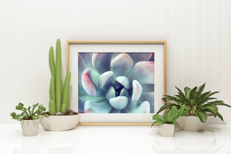 sylvie succulent Succulent Garden Fine Art Photography – april bern art & photography