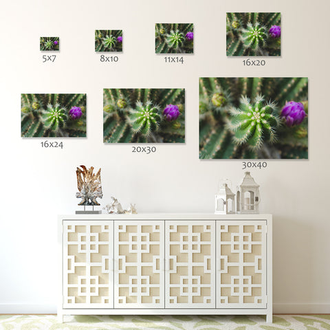 Cactus Wall Art - Ready to Hang Gallery Wrapped Canvas - april bern art & photography