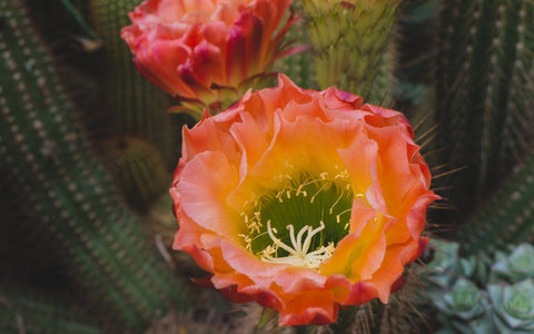 Cactus Blooms Art Print - Desert Art - april bern art & photography