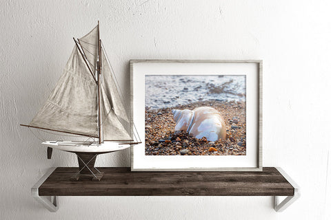 Seashell Art Print - Beach Home Decor - april bern art & photography