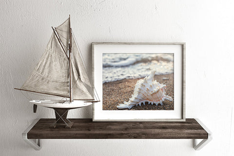 Shell Fine Art Print - Beach Home Decor - april bern art & photography