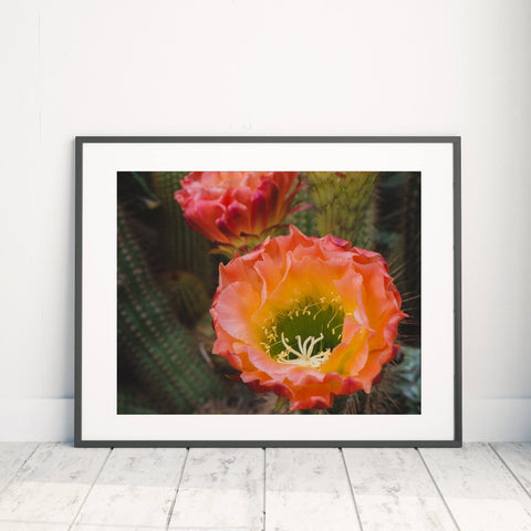 Cactus Blooms Art Print - Desert Art