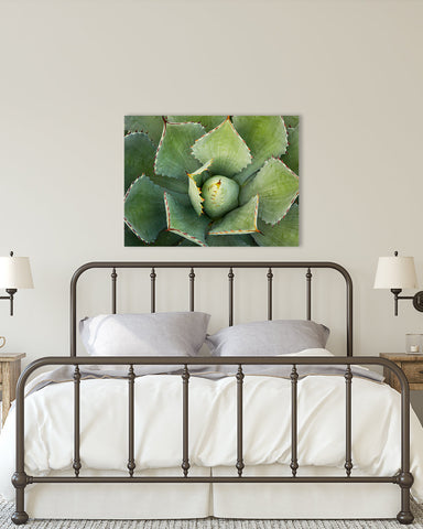 Agave Wall Art - Ready to Hang Gallery Wrapped Canvas - april bern art & photography