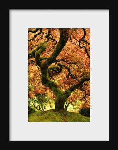 Oregon Japanese Garden- Fall Tree Photo - april bern art & photography