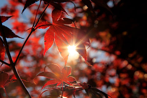 Autumn Light- Fall Fine Art Nature Photography - april bern art & photography