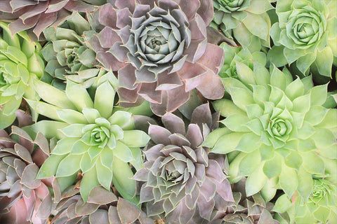 Assorted Succulent Notecards-Set of 5 Any Occasion Succulent Greeting Cards - april bern art & photography