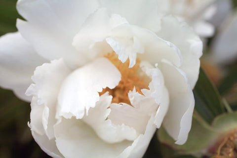 White Peony Photo Notecard, Floral Stationary - april bern art & photography