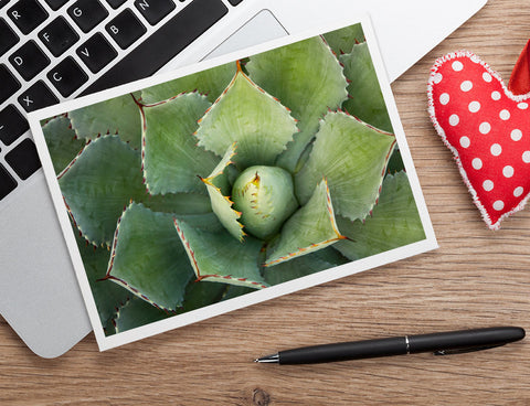 Agave Card, Succulent Photo Card - april bern art & photography