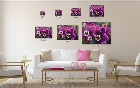 Orchid Fine Art Photography - april bern art & photography