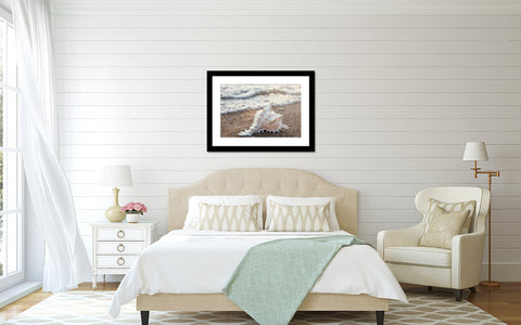 Shell Fine Art Print - Beach Home Decor - april bern art & photography