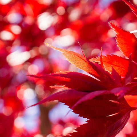 Fiery Autumn Leaves- Fine Art Nature Photography