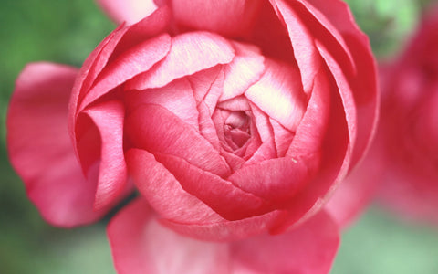 Pink Peony Photo Notecard, Floral Stationary - april bern art & photography