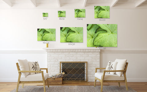Tropical Green Leaf Botanical Art - april bern art & photography