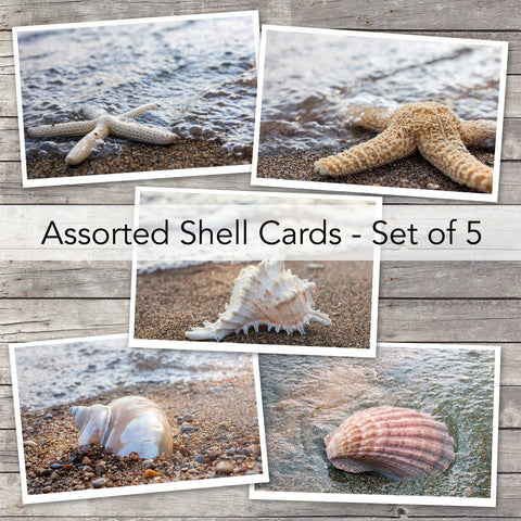 Assorted Seashell Cards-Set of 5 Photo Notecard, Blank Greeting Cards - april bern art & photography