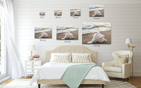 Seashell Gallery Wrapped Canvas - Ready to Hang Canvas Art - april bern art & photography