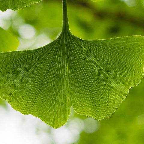 Ginkgo Tree Photograph, Ginkgo Leaf Photo