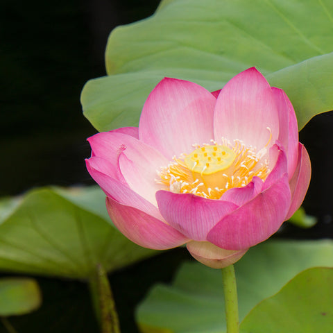 Lotus Blossom Photo - Lotus Art Print