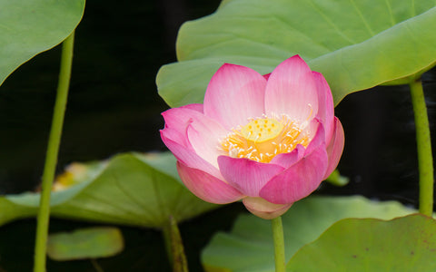 Lotus Blossom Photo - Lotus Art Print - april bern art & photography