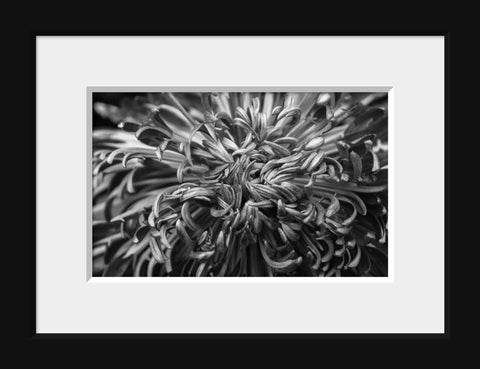 Black & White Botanical Print - april bern art & photography