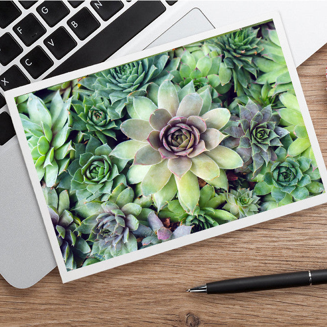 Succulent Card, Any Occasion Card - april bern art & photography