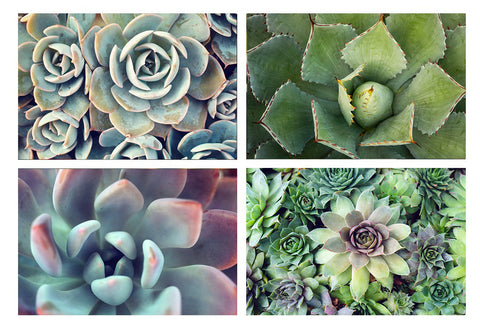 Succulent Garden -  Set of 4 Succulent Art Prints - april bern art & photography