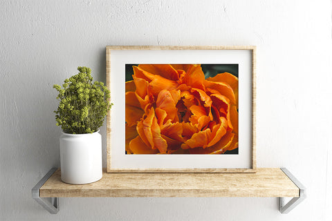 Luscious Tulip Art Print - Spring Wall Art - april bern art & photography