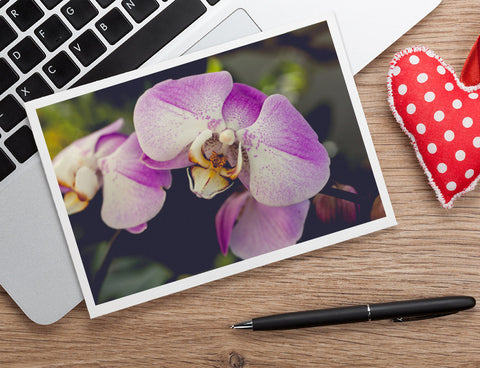 Orchid Stationary, Blank Greeting Card - april bern art & photography