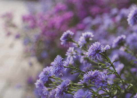 Digital Download - Purple Floral Dreams - april bern art & photography