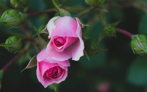 Rose Art Print - Pink Rose Photography - april bern art & photography