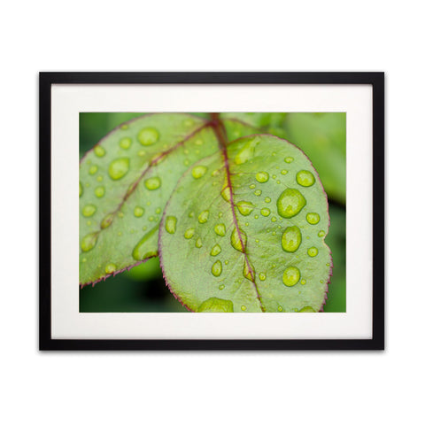 Leaf with Raindrops, Botanical Art Print - april bern art & photography