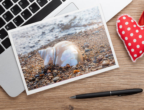 Seashell Notecard - Blank Seashell Photo Card - april bern art & photography
