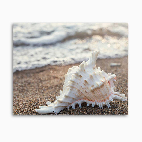 Seashell Gallery Wrapped Canvas - Ready to Hang Canvas Art - april bern art & photography