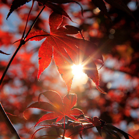 Autumn Light- Fall Fine Art Nature Photography
