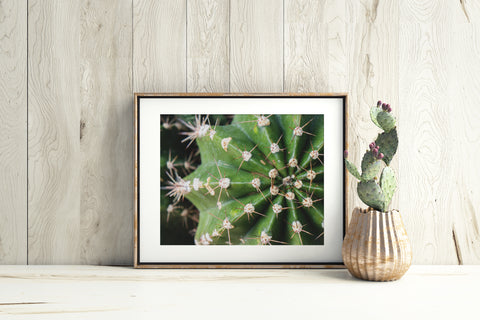 Cactus Fine Art Print - Southwest Home Decor - april bern art & photography