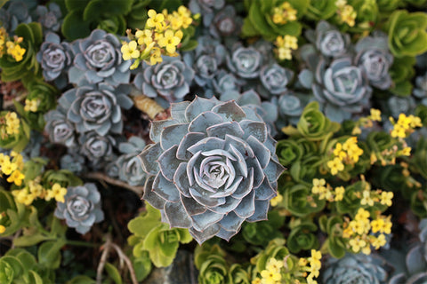 Digital Download - Succulent Garden - april bern art & photography