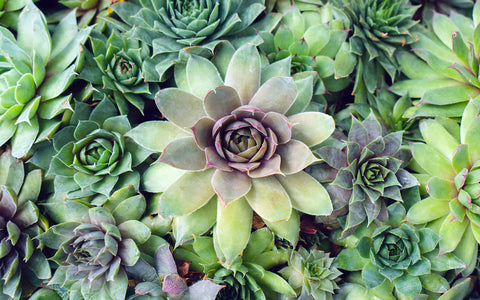 Succulent Photography, Hen and Chicks Photo - april bern art & photography