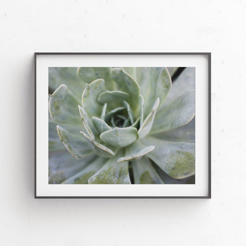 Instant Download - Pastel Succulent Printable Art - april bern photography