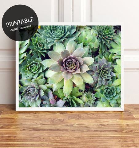 Printable Art - Succulent Garden Instant Download