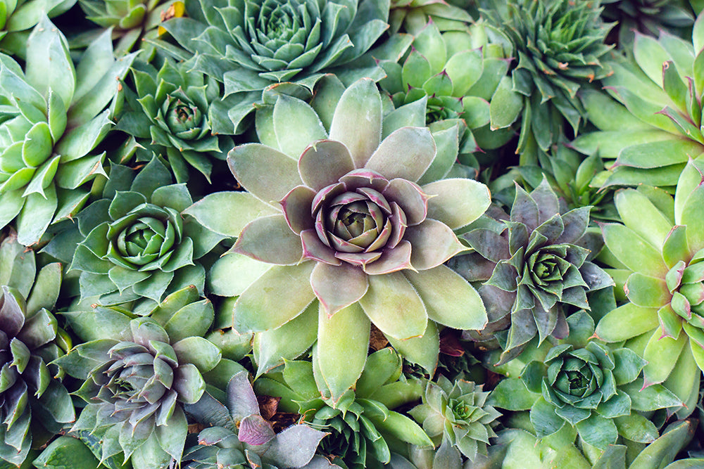 succulent printable Printable Art