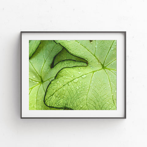Tropical Leaves Printable Art - april bern photography