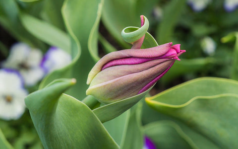 Tulip Fine Art Photography - Botanical Art - april bern art & photography
