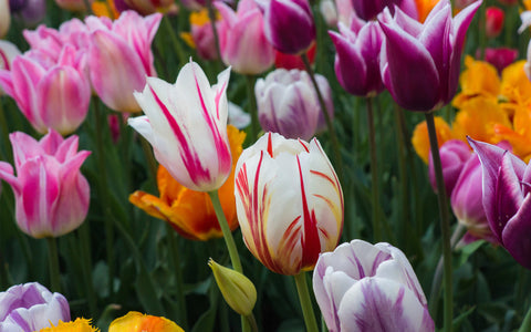 Tulips Photography, Pink Tulip Art - april bern art & photography