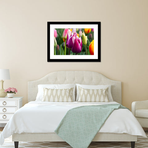 Tulip Fine Art Photography, Spring Floral Home Decor - april bern art & photography