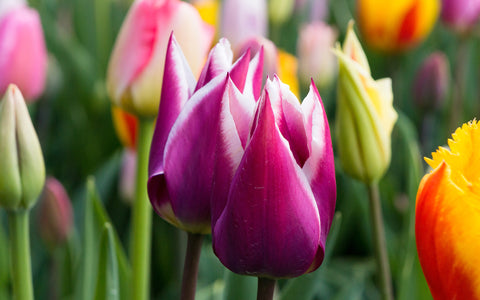 Tulip Fine Art Photography, Spring Floral Home Decor - april bern art & photography