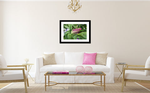 Tulip Fine Art Photography - Botanical Art - april bern art & photography