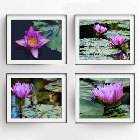 Waterlily Garden -  Set of 4 Waterlily Art Prints