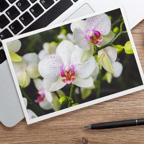 White Orchid Photo Notecard, Orchid Stationary - april bern art & photography
