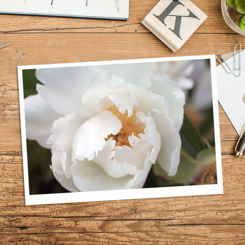 White Peony Photo Notecard, Floral Stationary